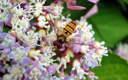 Hover fly