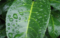 Laurel drops