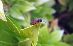 Orange bug