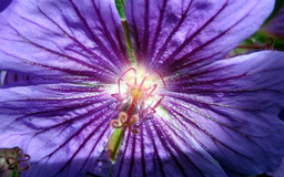 Bee’s eye view