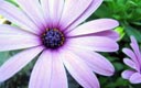 Wallpaper