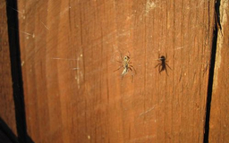 Spider shadow