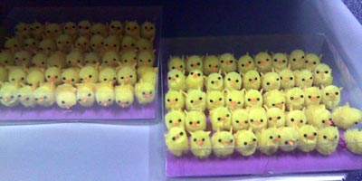 Photo of model baby chicks