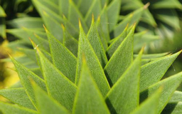 Monkey puzzle